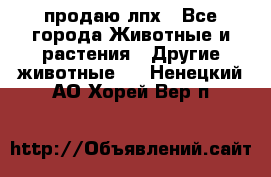 продаю лпх - Все города Животные и растения » Другие животные   . Ненецкий АО,Хорей-Вер п.